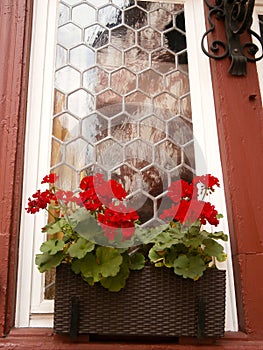 Flowers in front of window
