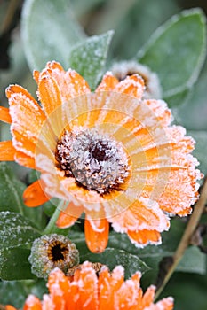 Flowers with Frost