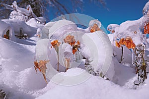 Flowers froze due to freezing rain