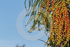 Flowers and fruit of the Chamaedorea tepejilote Liebm plant