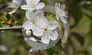 Flowers fruit garden trees, cherry