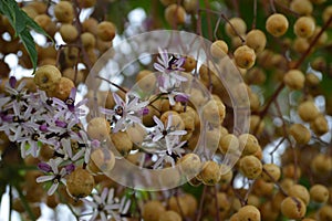 Flowers and fruit of Melia azedarach photo