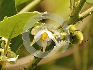 Flowers and fruit of Solanum ferox or Hairy Fruited Eggplant is