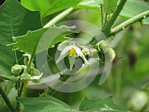 Flowers and fruit of Solanum ferox or Hairy Fruited Eggplant is