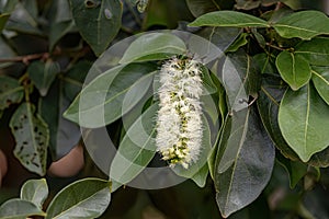 flowers of the fruit tree inga