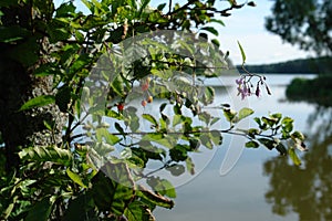 Flowers and fruits of bittersweet nightshade (Solanum dulcamara) against the lake background