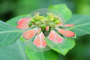 The flowers and fruits of Euphorbia cyphophora