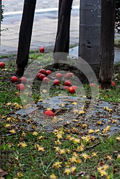 Flowers and fruits fall to the ground, nourish or regenerate?