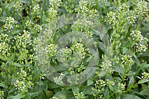 Field pennycress, Thlaspi arvense photo