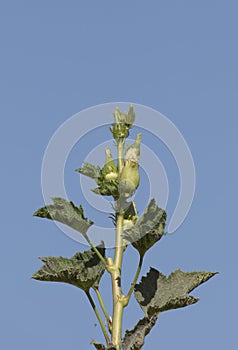 View of the top of an okra plant with flowers and fruits