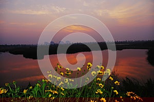 Flowers in full blossom with sunglow