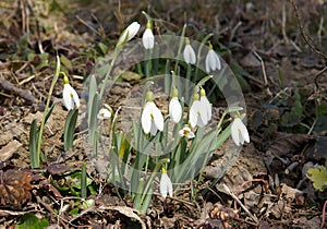 Flowers of Galanthus nivalis