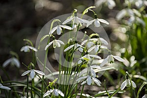 Flowers of Galanthus nivalis or snowdrops