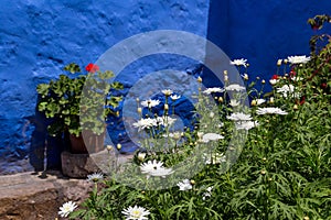 Flowers in a garden