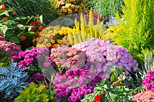 Flores en el jardín 