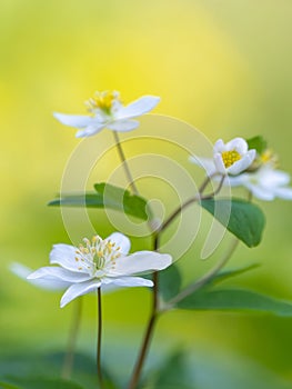 flowers in the garden