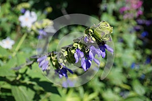 Flowers in the garden