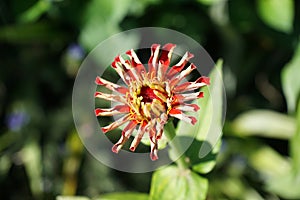 Flowers in the garden