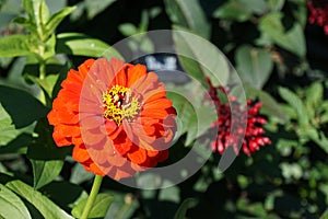 Flowers in the garden