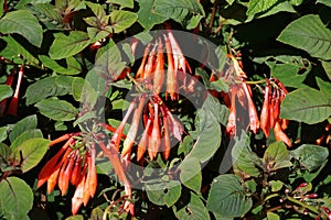 Flowers in the garden