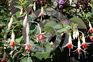 Flowers in the garden