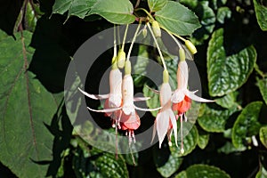 Flowers in the garden