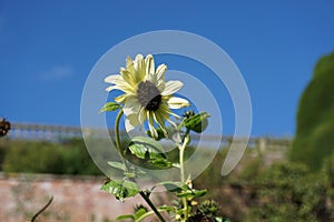 Flowers in the garden