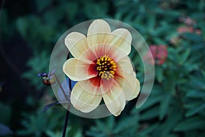 Flowers in the garden