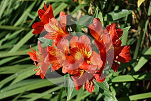 Flowers in the garden