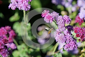 Flowers in the garden