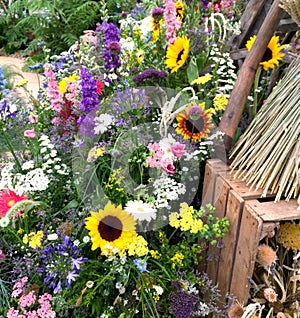 Flowers in a garden