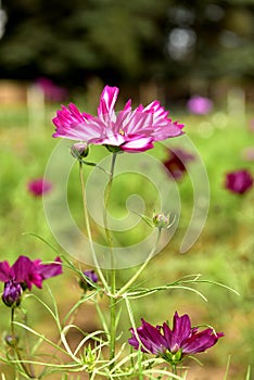 Flowers, garden