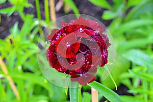 Flowers in the garden as background