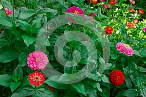 Flowers garden background. Red, orange and pink petals with green leaves and stalks. Summer or spring blossom natural backdrop