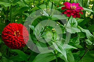 Flowers garden background. Red, orange and pink petals with green leaves and stalks. Summer or spring blossom natural backdrop