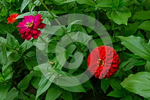 Flowers garden background. Red, orange and pink petals with green leaves and stalks. Summer or spring blossom natural backdrop