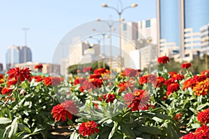 Flowers on garden blooms