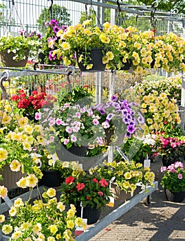 Flowers in Garden Center