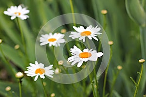 Flowers in the garden. Chamomile
