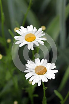 Flowers in the garden. Chamomile