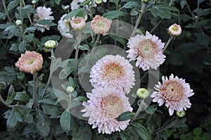 Flowers garden chrysanthemums. Chrysanthemums in the garden.