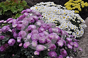 Flowers garden chrysanthemums. Chrysanthemums in the garden.