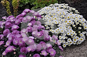 Flowers garden chrysanthemums. Chrysanthemums in the garden.