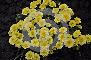 Flowers garden chrysanthemums. Chrysanthemums in the garden.