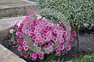 Flowers garden chrysanthemums. Chrysanthemums in the garden.