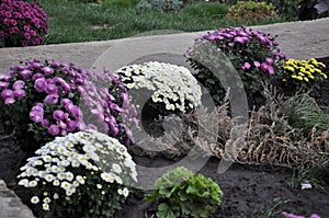 Flowers garden chrysanthemums. Chrysanthemums in the garden.