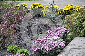 Flowers garden chrysanthemums. Chrysanthemums in the garden.