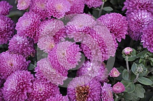 Flowers garden chrysanthemums. Chrysanthemums in the garden.