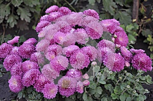 Flowers garden chrysanthemums. Chrysanthemums in the garden.