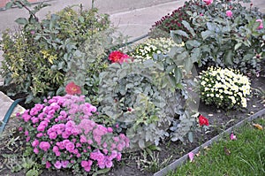 Flowers garden chrysanthemums. Chrysanthemums in the garden.